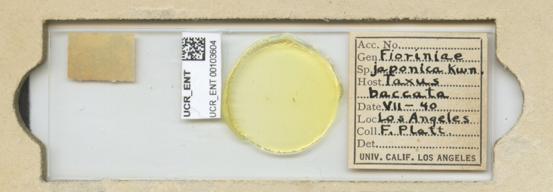 Fiorinia externa thumbnail